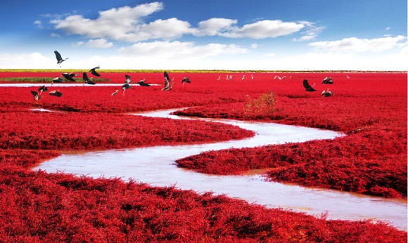 Czerwona Plaża - Panjin, Chiny