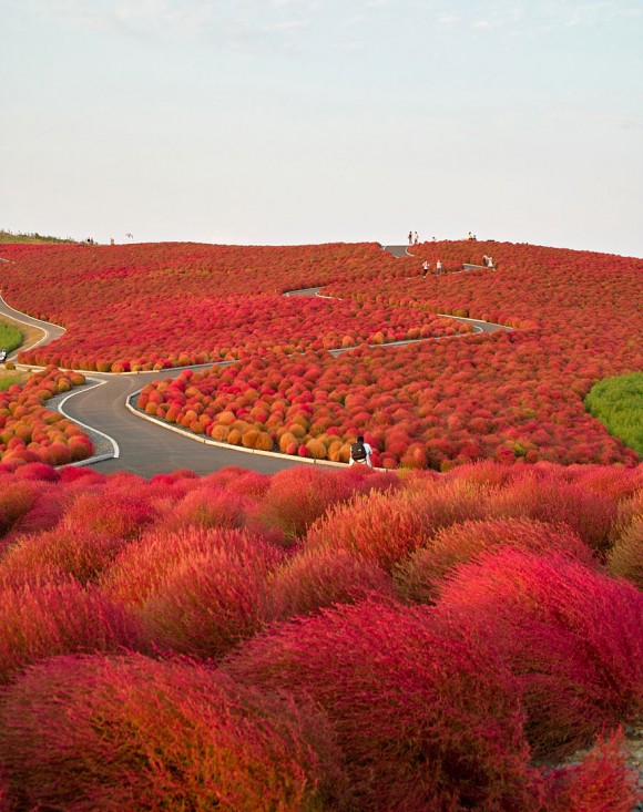 Hitachi Seaside Park - Japonia