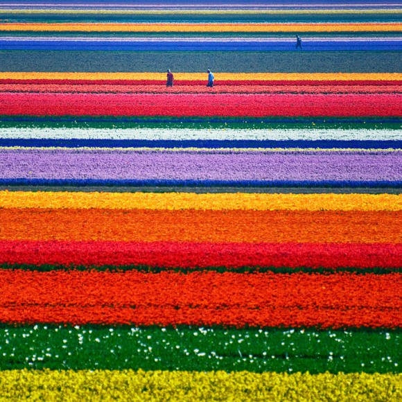 Pola Tulipanów w Holandii